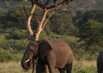 African Elephant (Loxodonta africana)