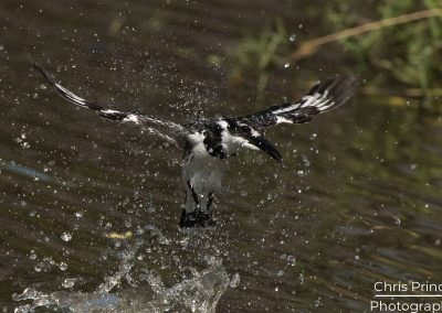 Pied King (Ceryle rudis)