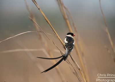 Pin Tailed Whydah (Vidua macroura)