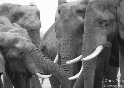 Elephant (Loxodonta)