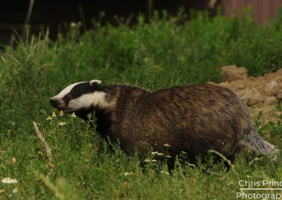 Badger (Meles Meles)