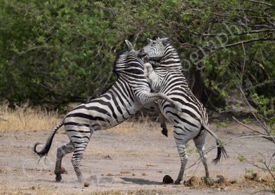 Zebra's fighting in Botswana