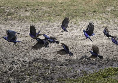 Botswana Birds