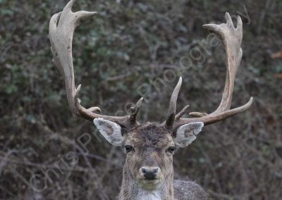 Fallow Deer