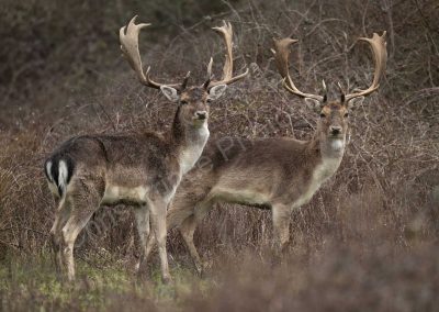 Falllow Deer