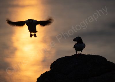 Puffins in the evening