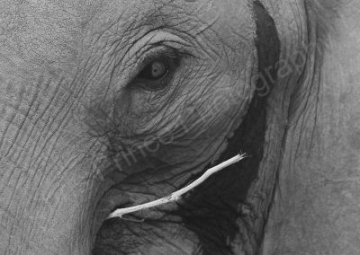 Elephant in Zambia