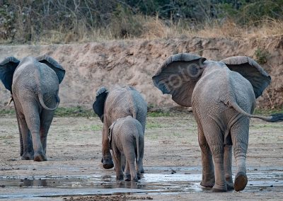 Elephants in Zambia