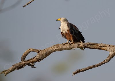 Fish Eagle in Zambia