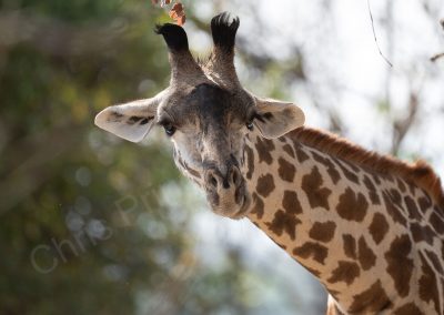 Giraffe