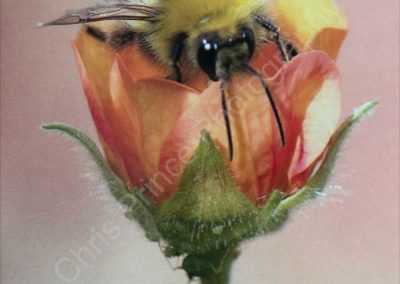 Bee